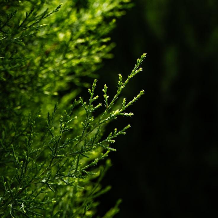 National parks landscape